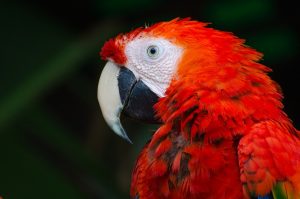 papegaai rood 