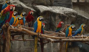 papegaai soorten 