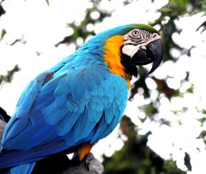 papegaai blauw
