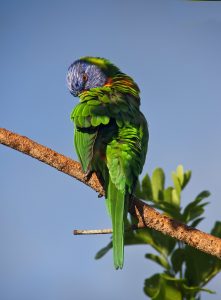 papegaai groen