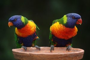 kleuren papegaai