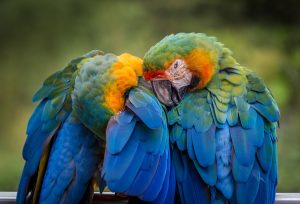 halsband voor papegaai