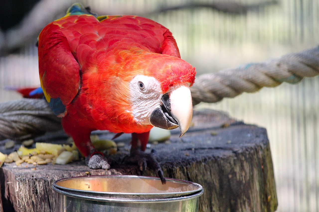 Storing Inspectie Bij zonsopgang Papegaai huisdier - Welke papegaai als huisdier houden?