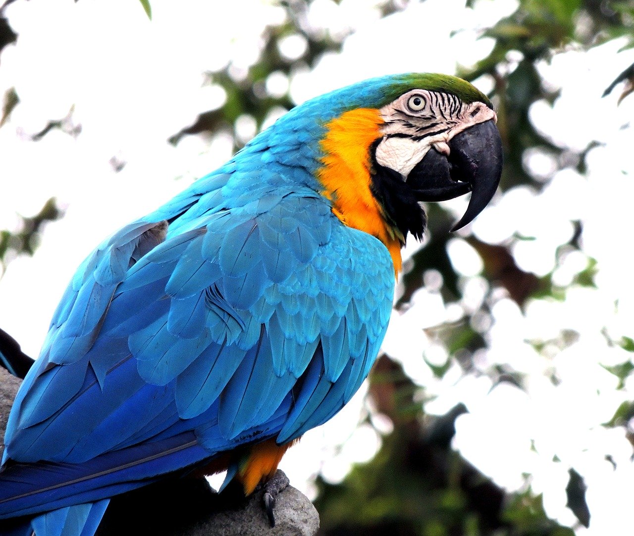 Papegaai blauw over de blauwe soorten papegaaien