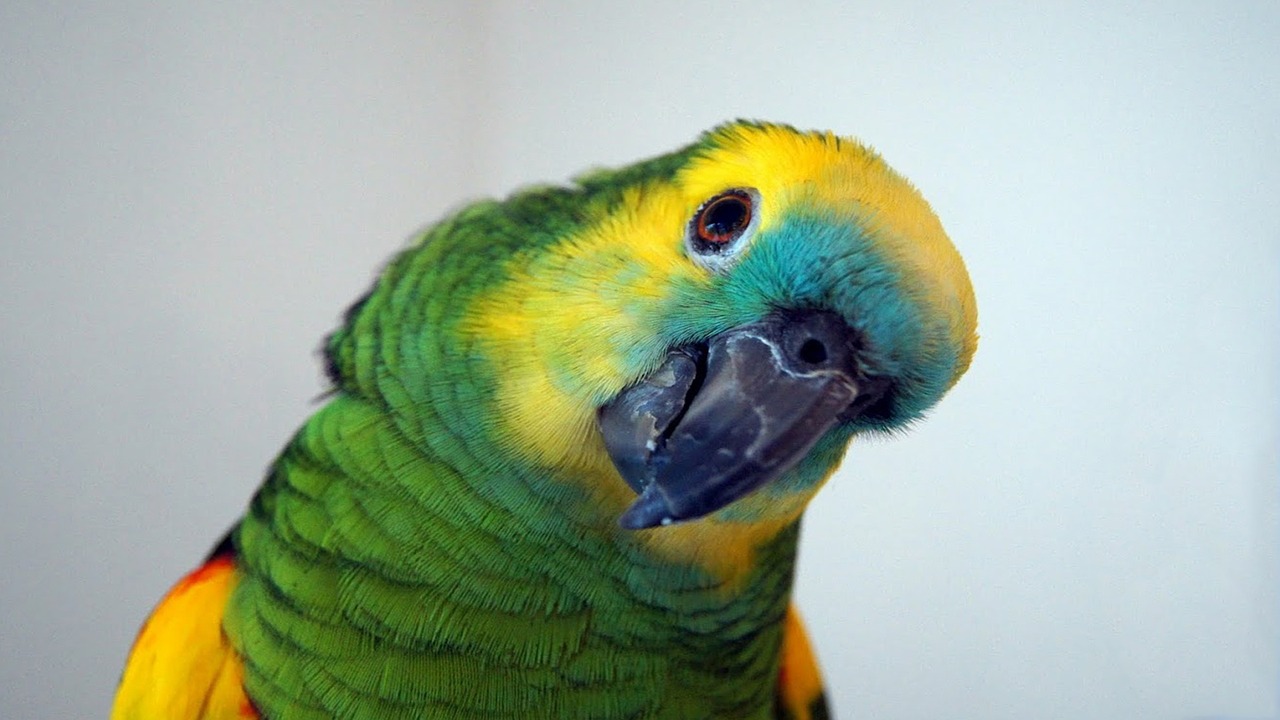 Karakteriseren Zeldzaamheid Demon Amazone papegaai - Algemene informatie + info over verzorging